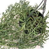 Senecio radicans - 14cm Ampel