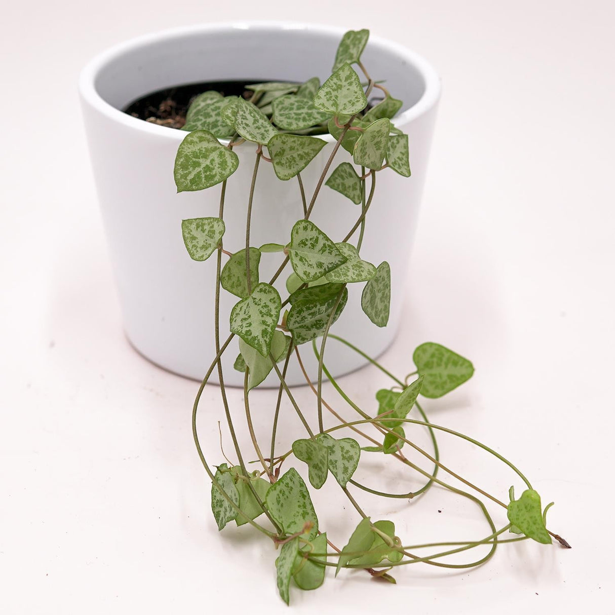 Ceropegia woodii Heartless - 8cm