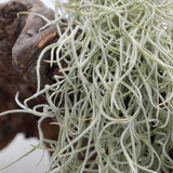 Tillandsia usneoides - Xtra-Large