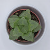Haworthia cooperi ssp. - 5,5cm