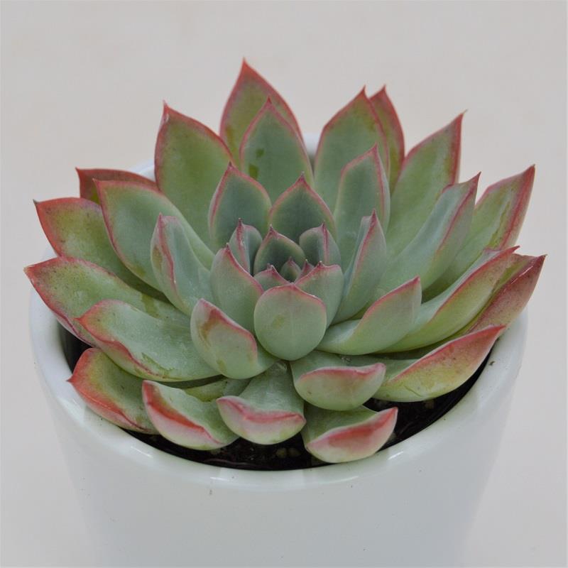 Echeveria Apus - 6cm