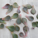 Blattstecklinge Echeveria Metallica, 25 Stück