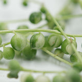 Senecio rowleyanus f. variegata 10 Stecklinge