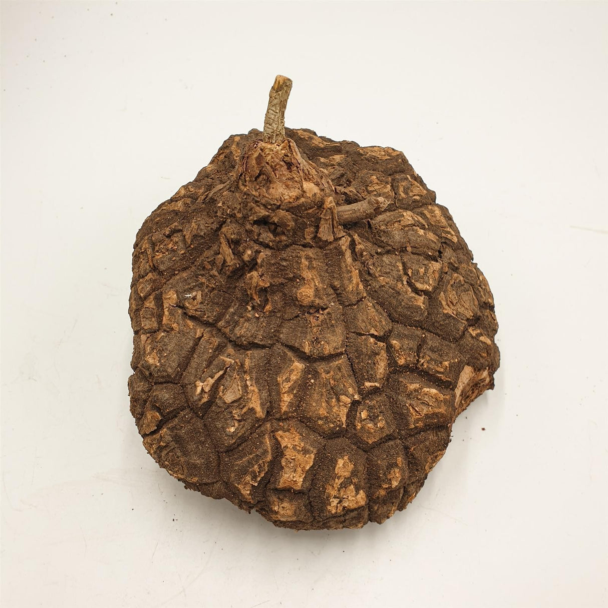 Dioscorea mexicana - Caudex Ø 16 - 18cm