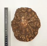 Dioscorea mexicana - Caudex Ø 16 - 18cm