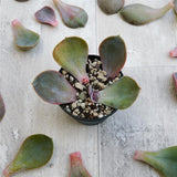 Blattstecklinge Echeveria Metallica, 25 Stück