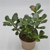 Adenium obesum Anouk - 12cm