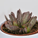 Adromischus Calico Hearts - 8,5cm