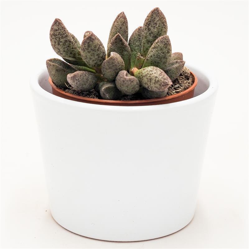 Adromischus sp. - 8,5cm