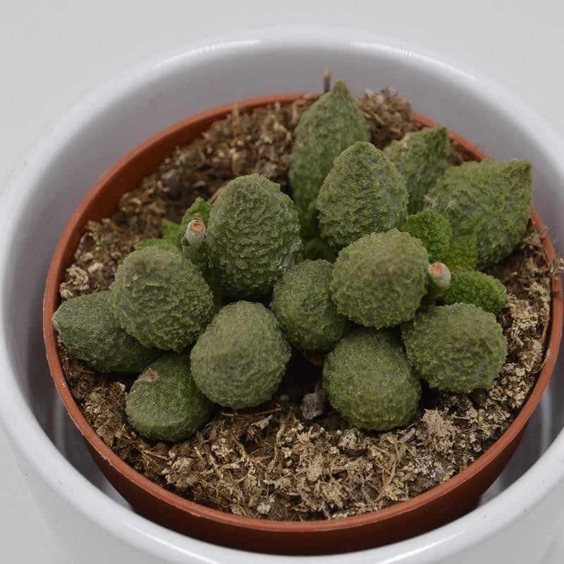Adromischus marianiae cv. Lime Drops - 8,5cm