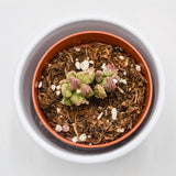 Adromischus marianiae cv. Pink Coral - 8,5cm