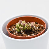 Adromischus marianiae cv. Pink Coral - 8,5cm
