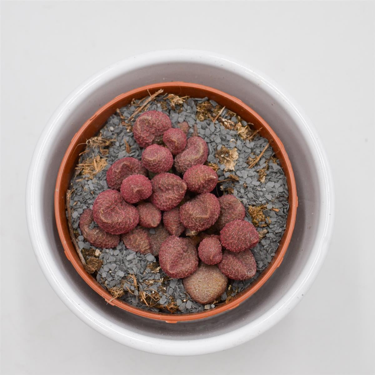 Adromischus marianiae cv. Red Coral - 8,5cm