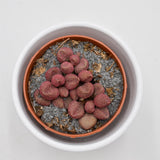 Adromischus marianiae cv. Red Coral - 8,5cm
