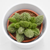 Adromischus marianiae Lime Drops - 8,5cm