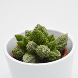 Adromischus marianiae cv. Lime Drops - 8,5cm