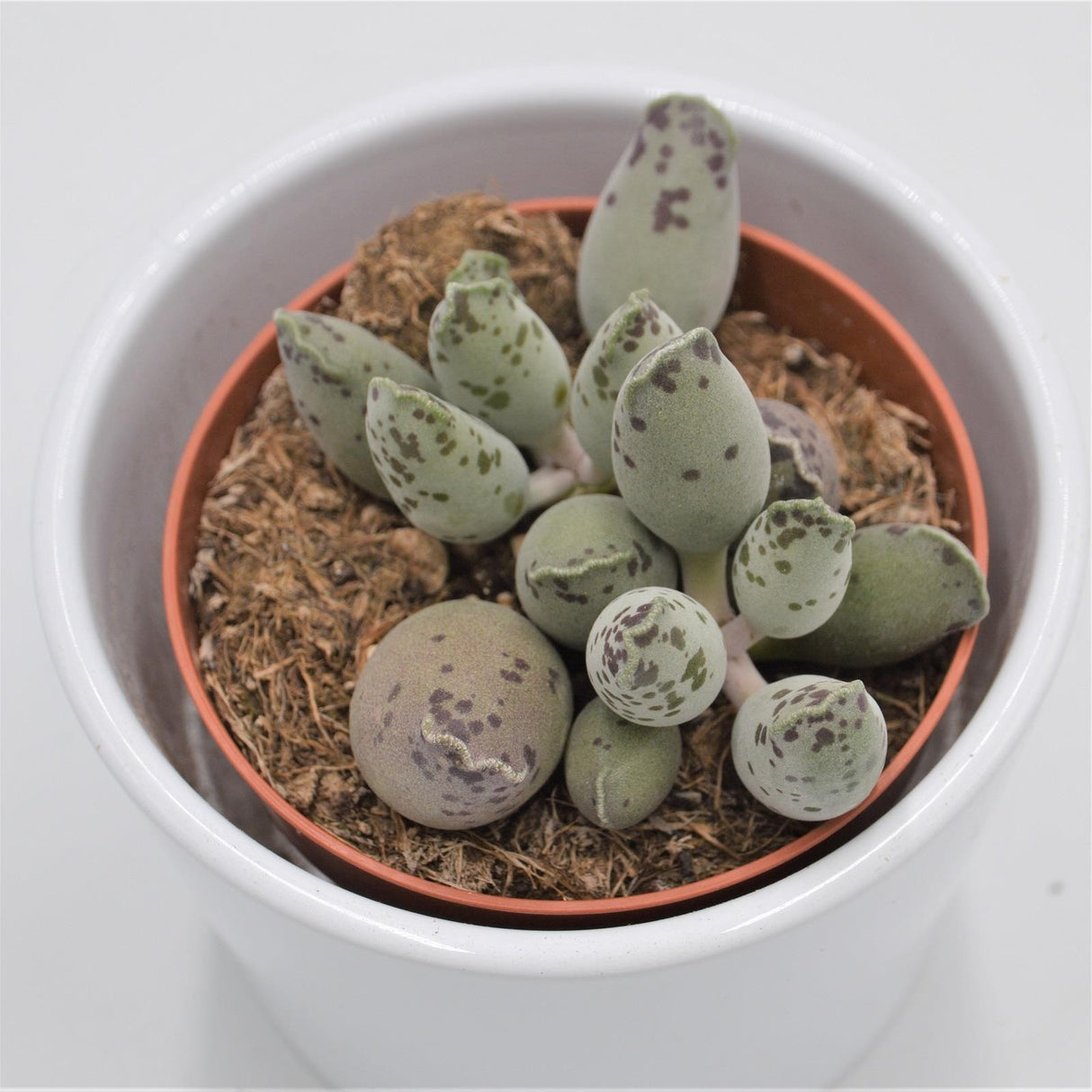 Adromischus cooperi var. festivus - 8,5cm
