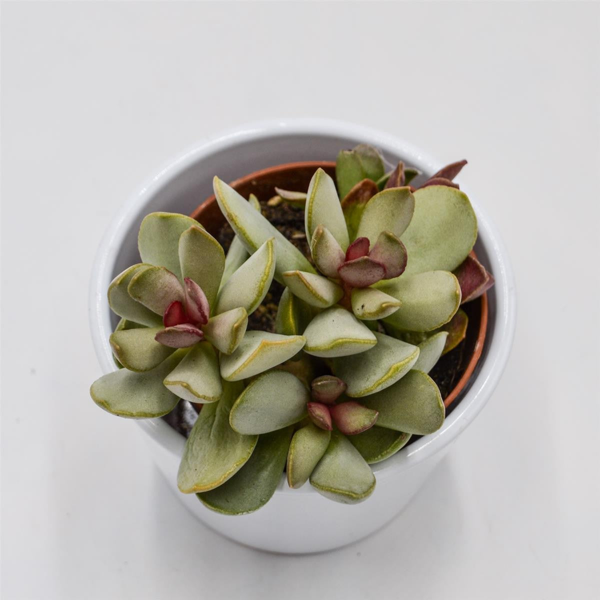 Adromischus Pink Blush - 8,5cm