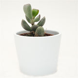 Adromischus truncatus - 5,5cm