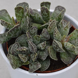 Adromischus cooperi - 12cm
