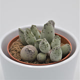Adromischus cooperi var. festivus - 8,5cm
