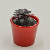 Aeonium arboreum Schwarzkopf - 6cm