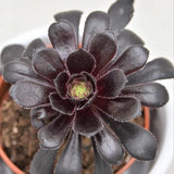 Aeonium arboreum Schwarzkopf - 6cm