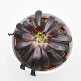 Aeonium arboreum Schwarzkopf - 10,5cm