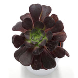 Aeonium arboreum Velours - 8,5cm