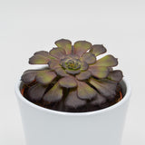 Aeonium arboreum Velours - 10,5cm
