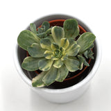 Aeonium domesticum f. variegata - 5,5cm