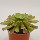 Aeonium Fiesta - 13cm