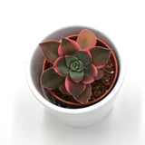 Aeonium haworthii ‘Dream Color‘ - 5,5cm