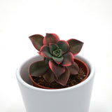 Aeonium haworthii ‘Dream Color‘ - 5,5cm