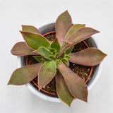 Aeonium leucoblepharum - 8,5cm