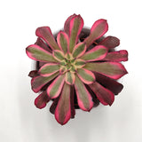 Aeonium Mardi Gras - 5,5cm