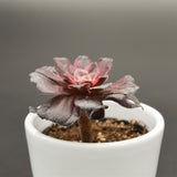 Aeonium Red King Kong - 6cm