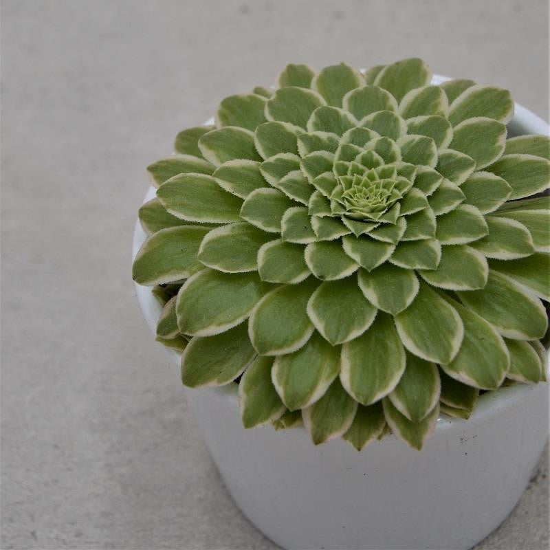Aeonium Emerald Ice - 8,5cm