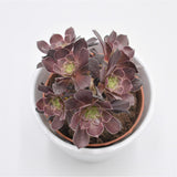 Aeonium arboreum Velours - 8,5cm