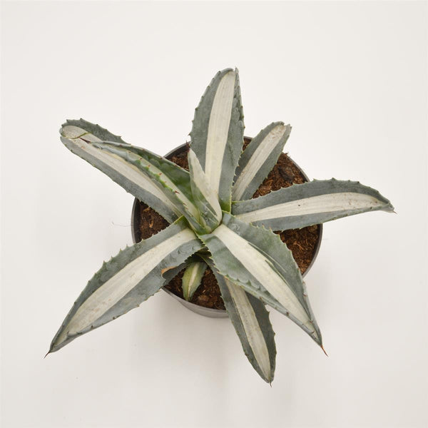 Agave americana f. medio-picta alba Ø13m