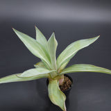 Agave desmettiana Quicksilver