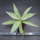 Agave desmettiana Quicksilver
