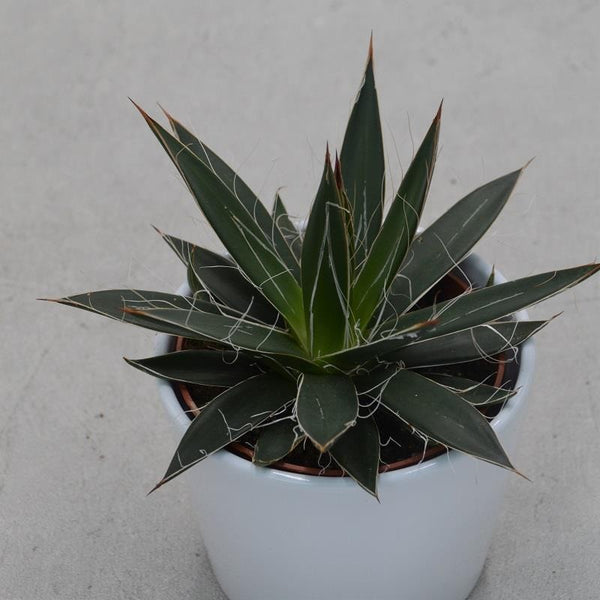 Agave filifera
