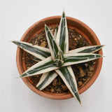 Agave victoriae-reginae White Rhino - 13cm im Tontopf