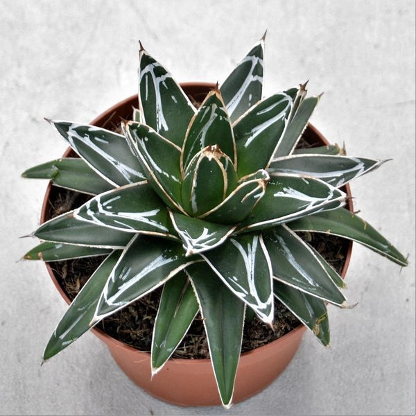 Agave victoriae-reginae Ø14cm