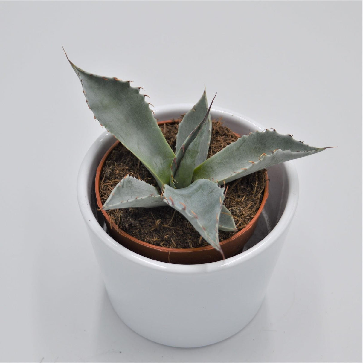Agave potatorum - 8,5cm