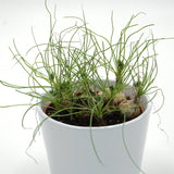 Albuca humilis spec. Cradock Hil - 10,5cm