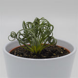 Albuca spiralis Fizzle Sizzle - 10,5cm