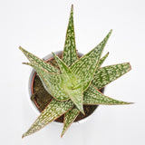 Aloe Carola - 10,5cm