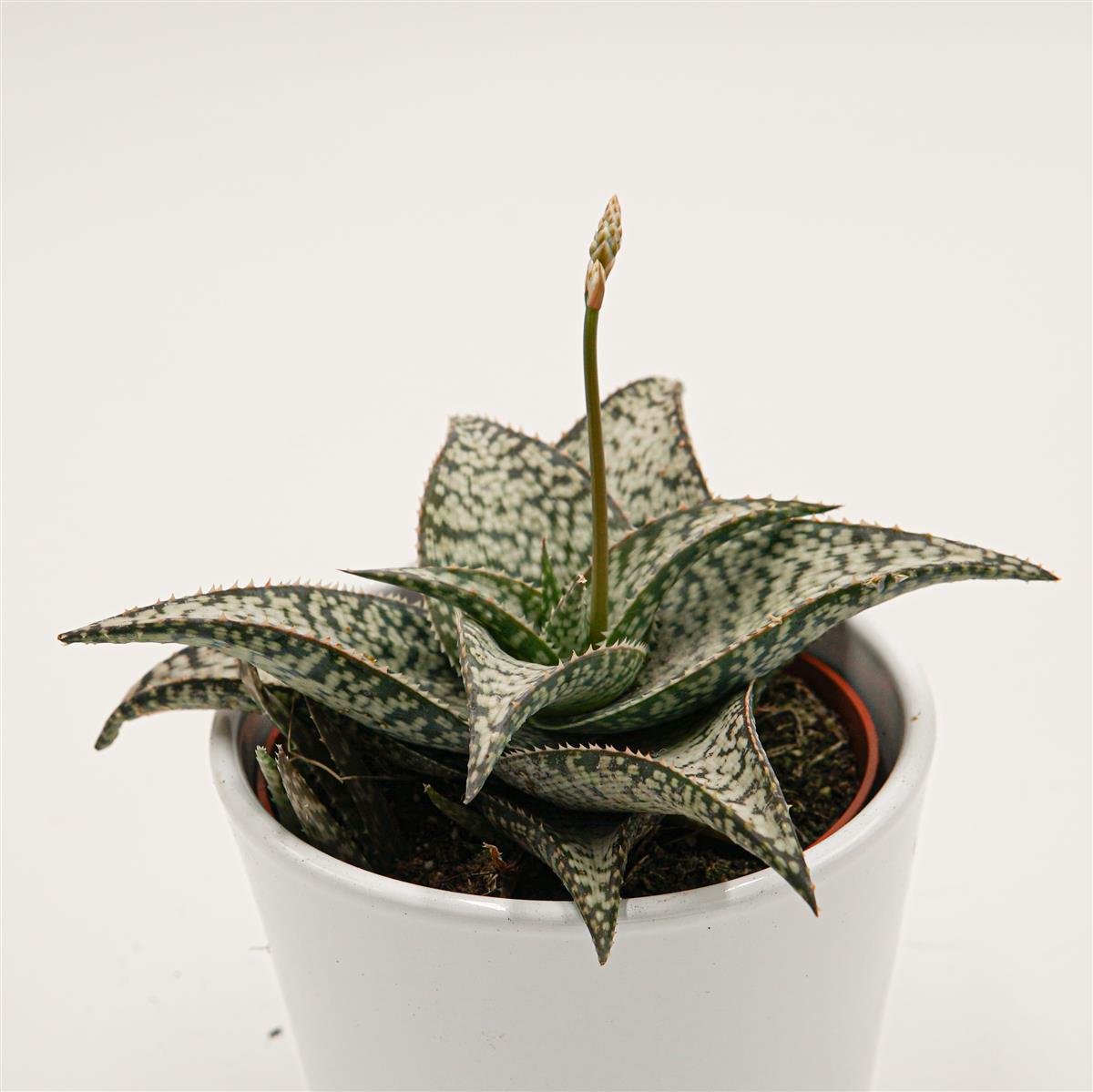 Aloe aculeata Wilderness - 10,5cm